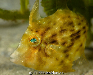 Planehead Filefish juvenile, taken with 60mm and 10x Subsee by Suzan Meldonian 